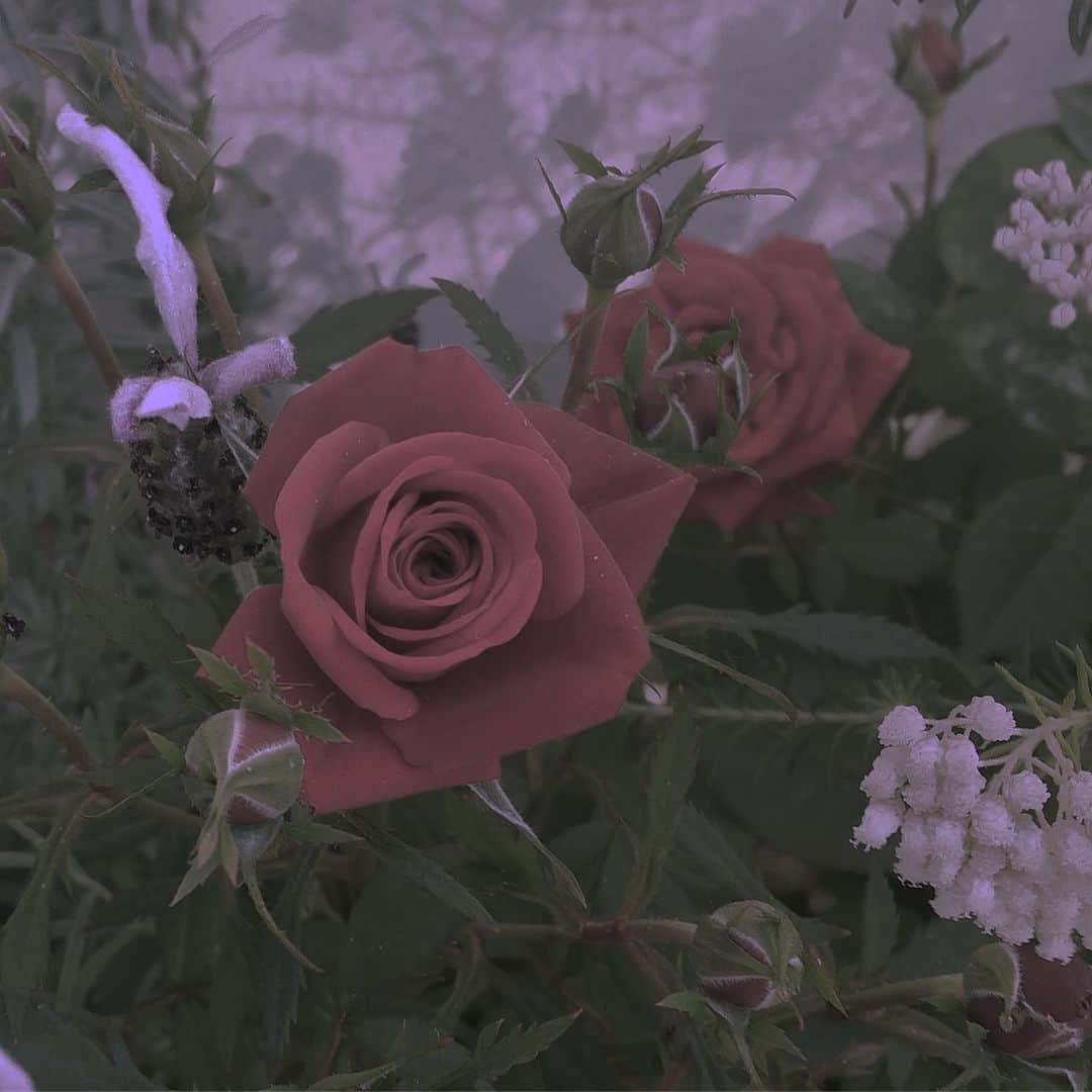 山崎亜美瑠さんのインスタグラム写真 - (山崎亜美瑠Instagram)「🥀🐇 . . . . . . このままだとはなすたぐらむになってしまう笑  ふんいき大事🥺💭 お花撮るのだいすき❤︎ . . . #rose  #flowers」5月19日 23時16分 - amiru__7