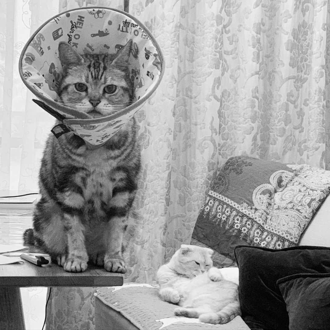 パフ・クオさんのインスタグラム写真 - (パフ・クオInstagram)「想你們了...希望明天可以回🏠 #cat #missyou」5月19日 23時43分 - aohsuehfu