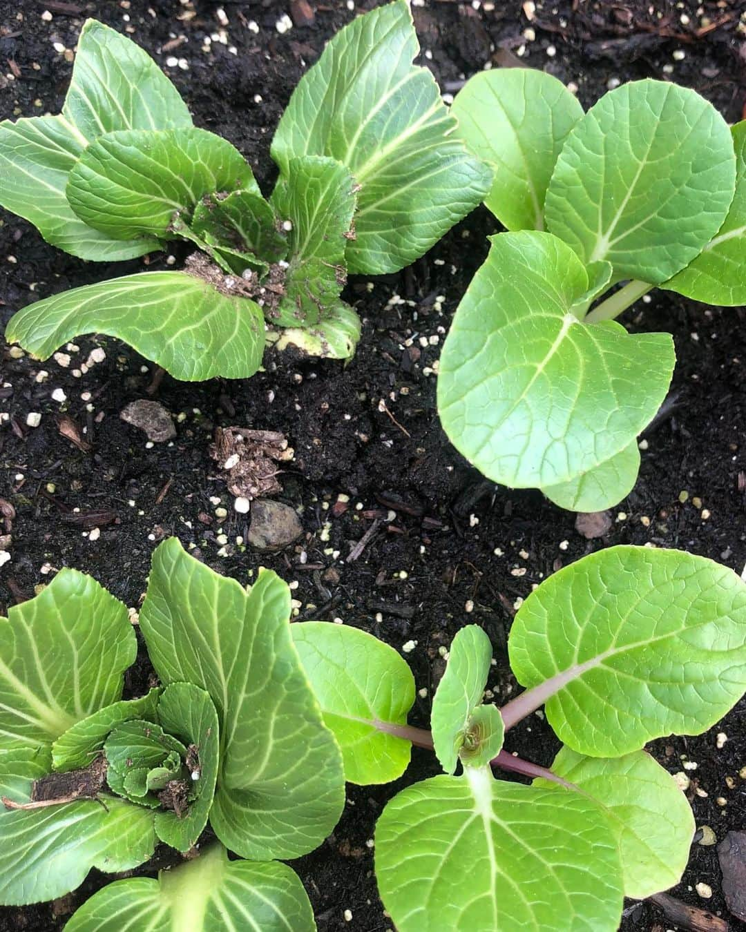 アリー・レイズマンさんのインスタグラム写真 - (アリー・レイズマンInstagram)「Kale, arugula, spinach & bok choy 🥬 Last photo: the left side is bok choy regrown (took the root end and replanted after eating & the right side is grown from seed) Bok choy isn’t ready yet but some of the lettuce is! What should I make with the lettuce?? 🥬🥦🌿🌱」5月20日 0時17分 - alyraisman