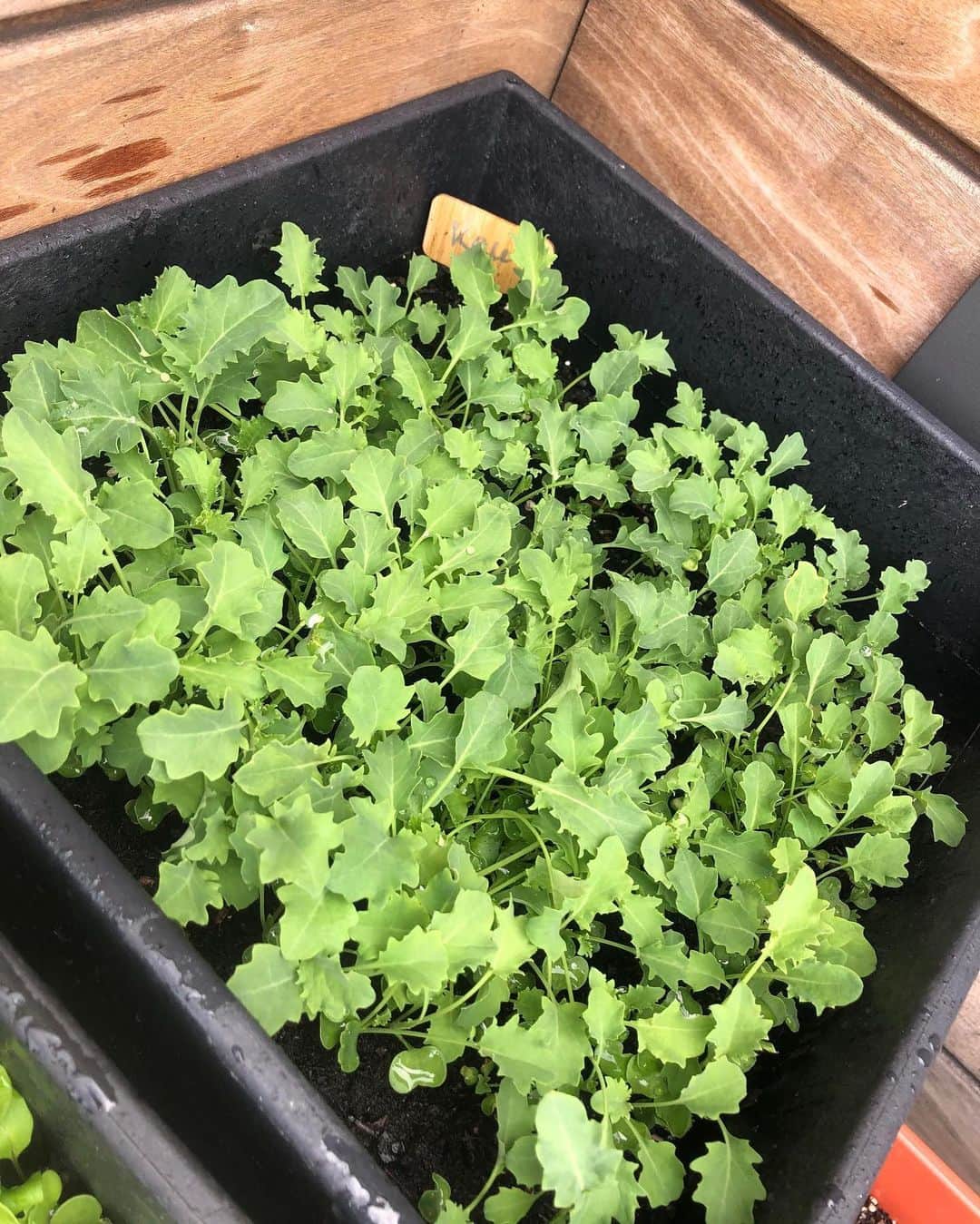 アリー・レイズマンさんのインスタグラム写真 - (アリー・レイズマンInstagram)「Kale, arugula, spinach & bok choy 🥬 Last photo: the left side is bok choy regrown (took the root end and replanted after eating & the right side is grown from seed) Bok choy isn’t ready yet but some of the lettuce is! What should I make with the lettuce?? 🥬🥦🌿🌱」5月20日 0時17分 - alyraisman