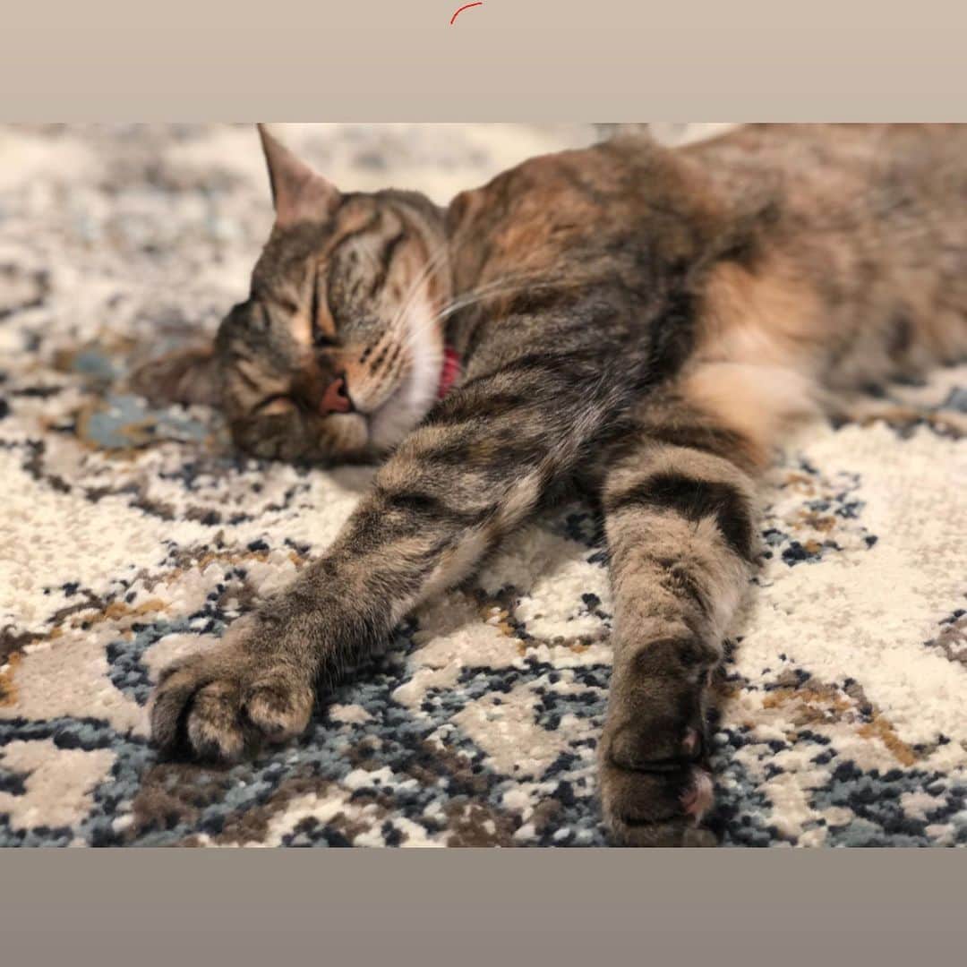 福田多希子さんのインスタグラム写真 - (福田多希子Instagram)「たまに、まねきがもし、野良猫で育ってたらどうなってたんやろうと、考える時があります 出会った奇跡😢無防備に寝てくれてる姿がたまらん…💤🌙 #キジトラ#猫#保護猫#cat #猫ライフ」5月20日 0時18分 - yomeponta