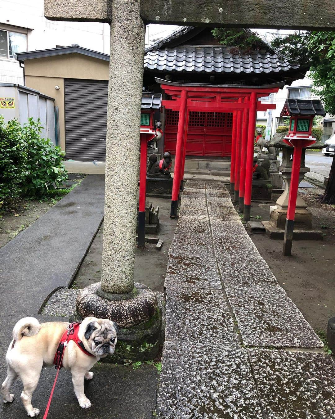 やついいちろうさんのインスタグラム写真 - (やついいちろうInstagram)「雨の止んだ隙に  #pug #pugs #puglife #puglove #パグ #パグスタグラム」5月19日 15時44分 - yatsuiichiro