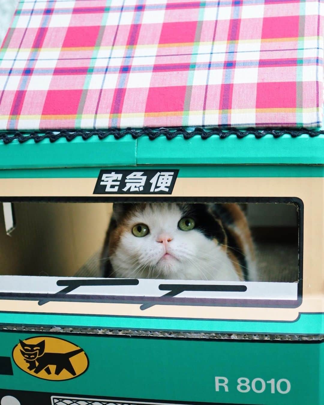 sancheloveさんのインスタグラム写真 - (sancheloveInstagram)「以前の事故車は車検が通らないので新車にしました😂💦ルーフにテントを増設⛺️✨今度は何日もつかなあ。。🤔 #ウォークスルーボックス#クロネコヤマト#おうちで過ごそう ﻿#kitty#catstagram#catstagram_japan#petstagram#picneko#instacat#meow#catoftheday#catofworld#ilovemycat#funnycat#猫#ねこ#にゃんこ#みんねこ#にゃんだふるらいふ#ふわもこ部#PECOねこ部#munchkin#calico#scottishfold#マンチカン#ねこのいる暮らし Urara, Tabatha」5月19日 15時46分 - sanchelove