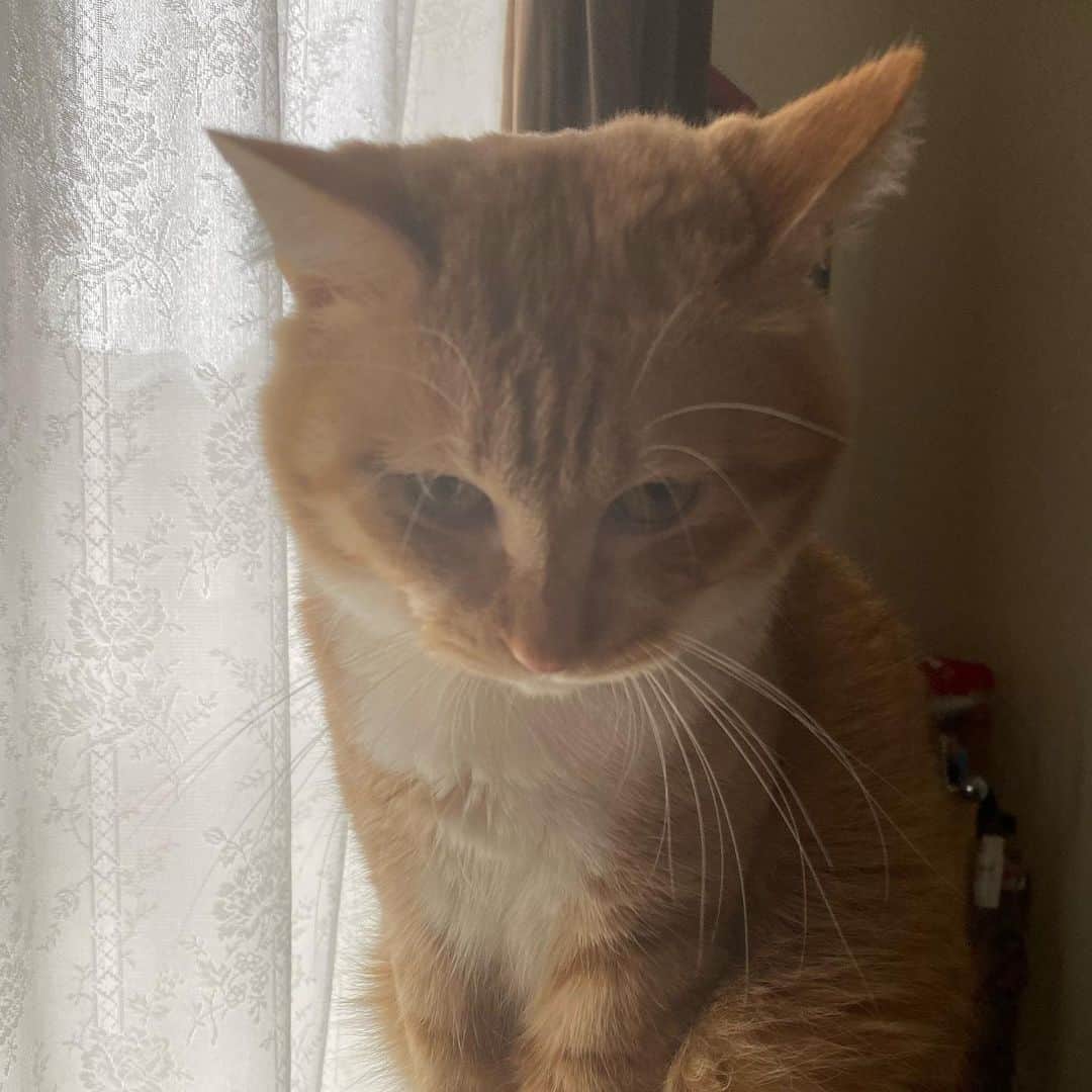 金巻ともこさんのインスタグラム写真 - (金巻ともこInstagram)「むうってしてる  #hakuchai #cat #茶トラ #猫多頭飼い #tabby #orangetabby #catstagram」5月19日 16時31分 - tomotomoco