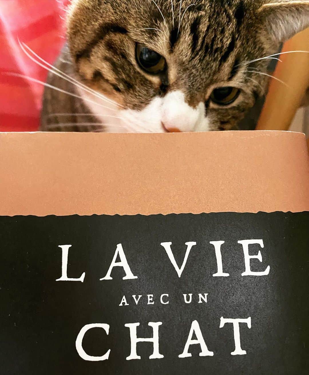 野本かりあのインスタグラム：「猫沢エミさんの 『猫と生きる。』読了🐈 猫沢さんのドラマティックな生き方、なかなか無い冒険もしていて、どうなるんだろうと夢中になった。 そして、ピキ君との出逢い、共に歩み進んだ人生、そしてお別れ。 猫じゃなくとも、動物を向かい入れて一緒に生活した事がある人には、特にオススメしたい💖  意思疎通が出来る言語を持たない動物と、共に生きる事での人生の、自分の世界の広がりを感じられる素晴らしさ。  私事だけれど、14年生きたプリンさんの事をダブらせなから、大泣きした。」