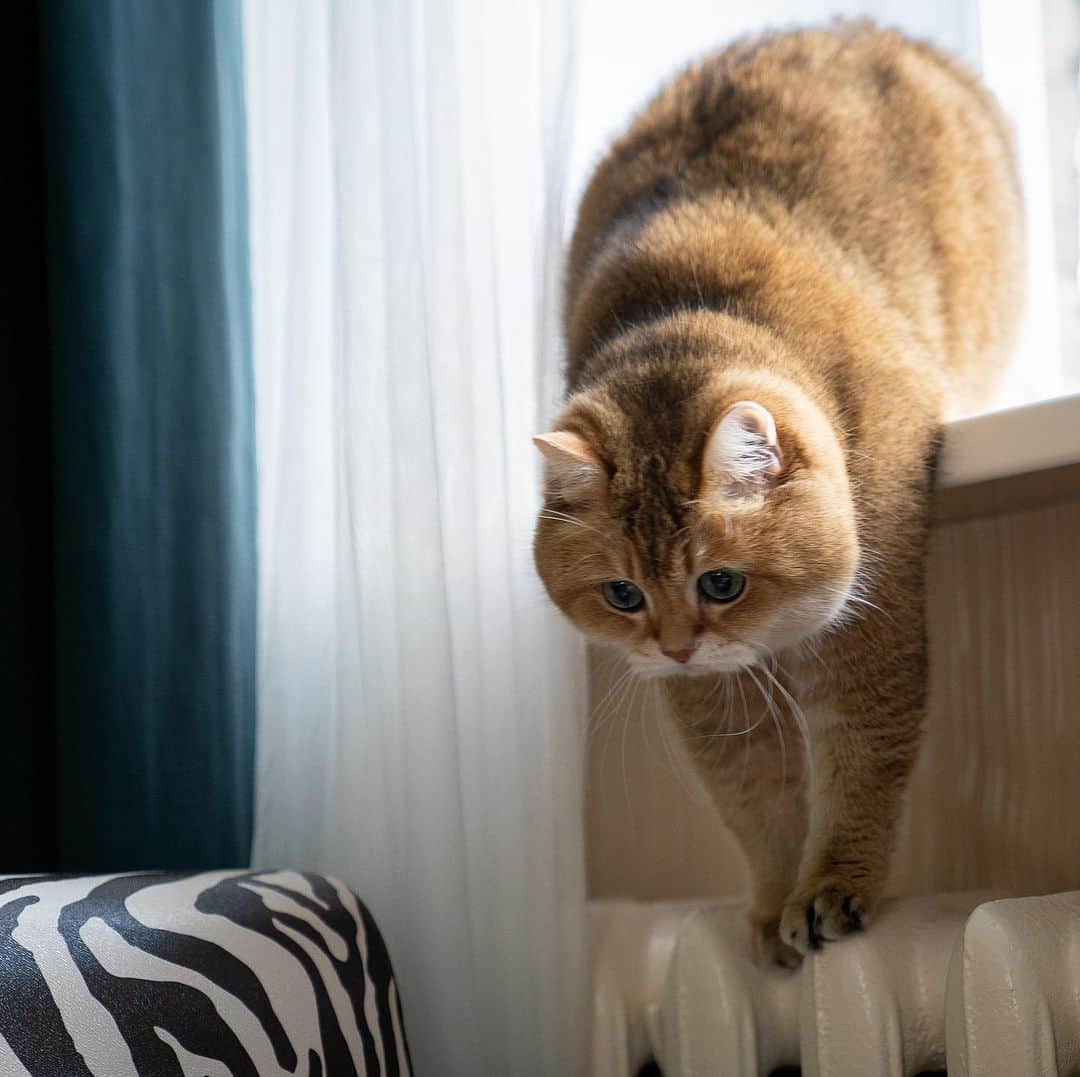 Hosicoさんのインスタグラム写真 - (HosicoInstagram)「I checked the home heating radiators - they are cold 😼」5月19日 17時47分 - hosico_cat