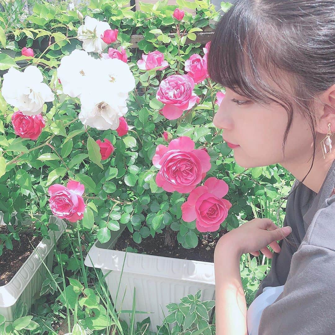杉山緋那のインスタグラム：「庭のバラ〜！🌹 . . . . #杉山緋那 #サンミュージック #sunmusic #jkブランド #jk #jk3 #ljk #高校生 #instagood #instalike #instagram #instafashion #instapic #insta #instalove #ootd #followｍe #ootdfashion #いいね歓迎」