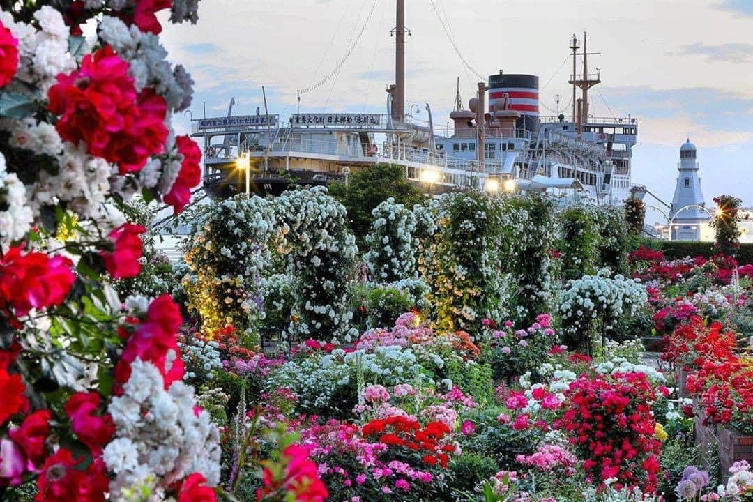 横浜市さんのインスタグラム写真 - (横浜市Instagram)「Showcasing #yokohamatomorrow, a collection of memories while looking forward to tomorrow.﻿ ﻿ “今年もそろそろ見頃の横浜山下公園の満開のローズガーデンです。﻿ 外出自粛中なので、昨年の写真をどうぞ！﻿ 今年はコロナの影響で封鎖中との事です😭”﻿ ﻿ Photo & Text: @oshimaf1.0﻿ ﻿ #yokohamatomorrow﻿ ﻿ -﻿ ﻿ 皆様がいままでに撮られた大好きな横浜の写真（去年の同じ季節に撮られた写真など）に思い出などのエピソードとハッシュタグ #yokohamatomorrow を付けて投稿していただけないでしょうか？﻿ ﻿ ハッシュタグをつけて投稿していただいた写真を、健やかな日々が戻ってくると信じてご紹介していきます。﻿ ﻿ Looking forward to tomorrow, we have a request: Post your favorite memories and experiences in Yokohama - Something from last year or your last trip perhaps? - with the hashtag #yokohamatomorrow.﻿ ﻿ We will showcase these memories on our Instagram as they represent the Yokohama we are looking forward to while we navigate this challenging time together.﻿ ﻿ #myyokohama﻿ ﻿ #yokohama #darlingescapes #beautifuldestinations #artofvisuals #somewheremagazine #discoverglobe #travelawesome #passionpassport #lovejapan #explorejapan #japanlife #japanfocus #japan_vacations #japanrevealed #よこはま #ヨコハマ #横浜 #stayhome #staysafe #besafe #stayhomestaysafe #staysafeeveryone」5月19日 18時00分 - findyouryokohama_japan