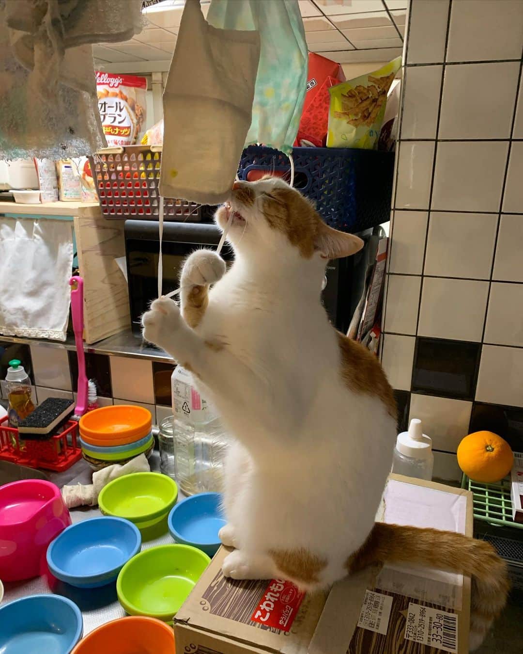 Kachimo Yoshimatsuさんのインスタグラム写真 - (Kachimo YoshimatsuInstagram)「干してるマスクで遊ぶ。 #うちの猫ら #oinari #なんでもおもちゃ #猫 #ねこ #cat #ネコ #catstagram #ネコ部 http://kachimo.exblog.jp」5月19日 18時48分 - kachimo
