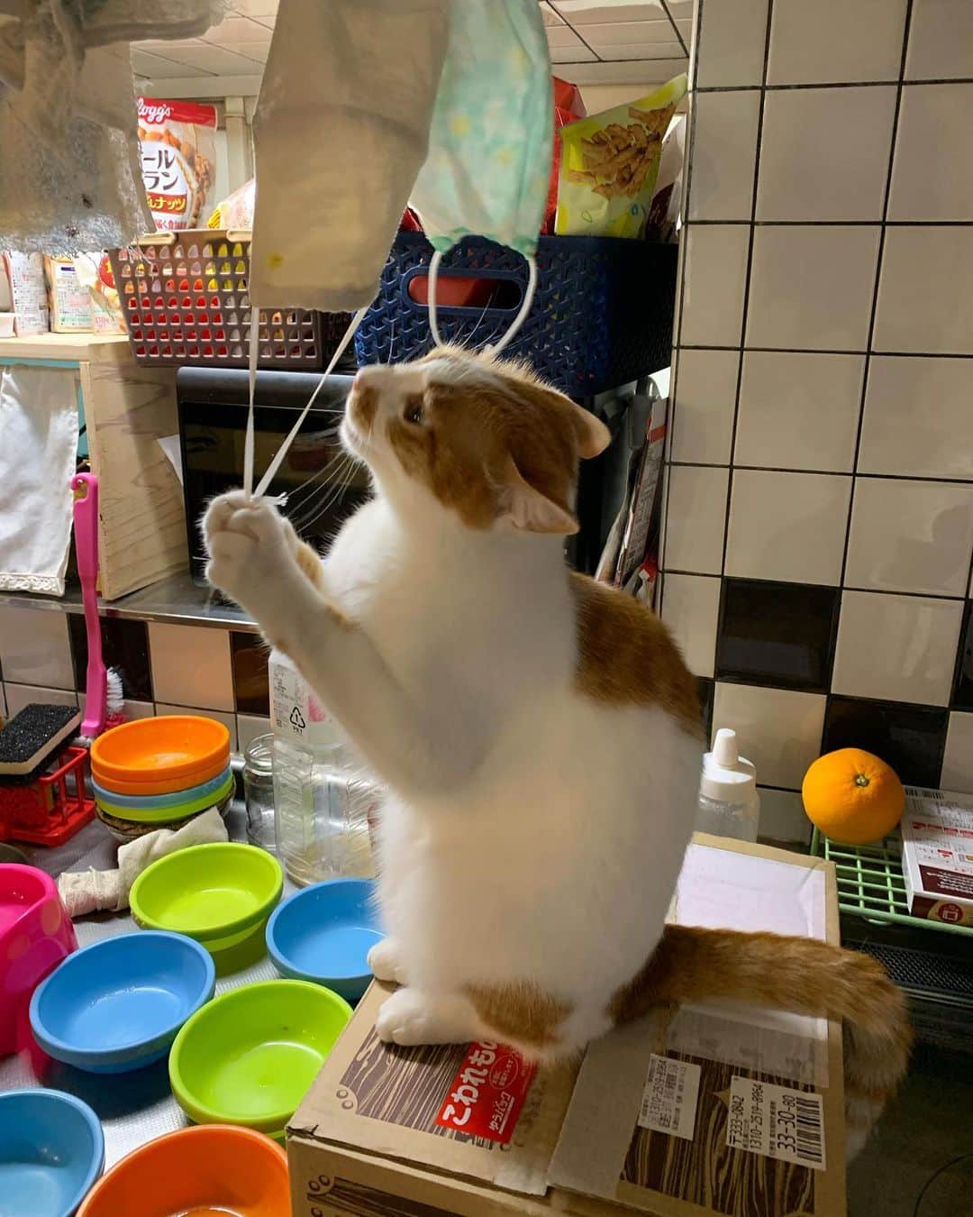Kachimo Yoshimatsuさんのインスタグラム写真 - (Kachimo YoshimatsuInstagram)「干してるマスクで遊ぶ。 #うちの猫ら #oinari #なんでもおもちゃ #猫 #ねこ #cat #ネコ #catstagram #ネコ部 http://kachimo.exblog.jp」5月19日 18時48分 - kachimo