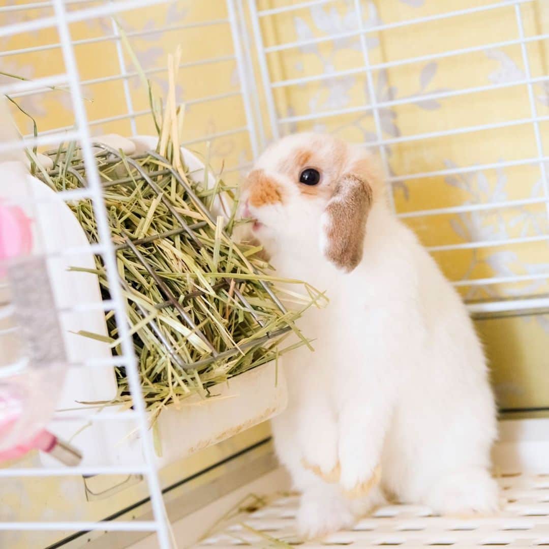 usagraphさんのインスタグラム写真 - (usagraphInstagram)「（1枚目）あ〜〜〜 （2枚目）むんっ！！ ＊ ＊ ＊ #うさぎ #rabbit #bunny #ふわもこ部  #WeeklyFluff #igersjp  #tokyocameraclub #東京カメラ部  #神戸カメラ部  #bunnystagram  #うさぎ部 #ホーランドロップ #hollandlop  #ファインダー越しの私の世界 #art_of_japan #myfujilove  #今日もx日和」5月19日 18時46分 - usagraph