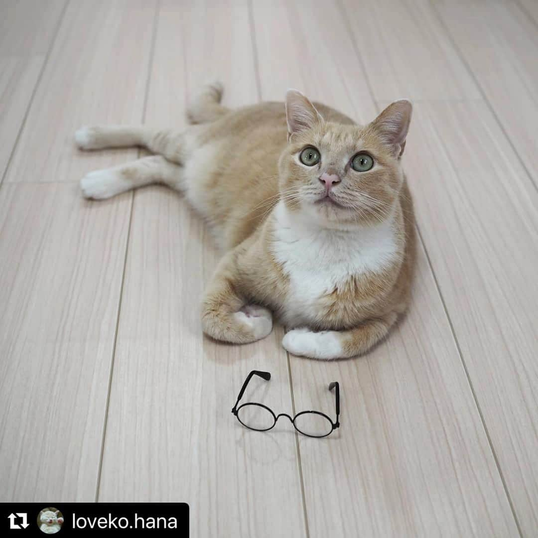 ねこさんのインスタグラム写真 - (ねこInstagram)「【#ねこは人を笑顔にする】❣️ 私のメガネどこ？キョロキョロ👓 @loveko.hana さん、ありがとう🐱❤️ #Repost @loveko.hana with @make_repost ・・・ 即答  ねぇねぇ、はなちゃん👩 ちょっとそのメガネかけてみてよ✨  イヤにゃ🐱  #ぴんくのおはなまつり #火わいいにゃん祭  何とか👓着用していただこうと試みたけど ガブられたよ☆  @himerunayukirin さん家の可愛いプリンセス👸 ひめちゃん♥🎂♥11歳のお誕生日おめでとう🎊  #ねこ #ネコ #猫 #にゃんこ #にゃんすたぐらむ #ねこすたぐらむ #cat #catlover #ilovemycat #catstagram #ilovecats #instacat #catsofInstagram #cats_of_Instagram #ねこ部 #茶トラ女子部 #茶トラ白 #薄茶白 #peppyフォト部 #フェリシモ猫部 #ペコねこ部 #NEKOくらぶ #rakutenpet #ねこのいる生活 #猫のいる暮らし #保護猫 #ねこは人を笑顔にする」5月19日 19時22分 - neko_magazine