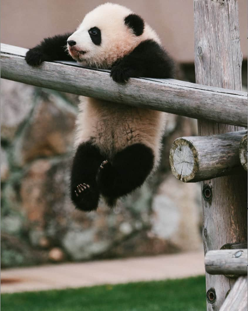 パンダ（白浜）さんのインスタグラム写真 - (パンダ（白浜）Instagram)「HELLO LITTLE #彩浜 adventure tree 2019 Jan 🐼😊🐼 #ADVENTUREWORLDPANDAS #baby #HELLOLITTLE #pandamental #hellopanda #ハローリトル #ハローパンダ #パンダグラビア #パンダ　and #panda #pandababy 🐼🐼🐼」5月19日 19時27分 - hellopanda_book