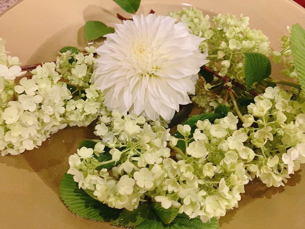 佐藤千晶のインスタグラム：「ダリアとスノーボール  #ダリア #スノーボール #アジサイみたいな花 #めんこい😊」