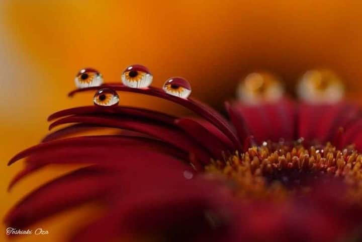 花の写真館のインスタグラム：「Photo by 尾崎 敏明.⠀ .⠀ Original Post[投稿いただいたURL]⠀ https://www.facebook.com/photo.php?fbid=2780979252140847⠀ .⠀ 本アカウントは、 #私の花の写真 をつけてInstagramに投稿された皆さまの花の写真や、「花の写真館」Facebookページで投稿された花の写真を紹介します。⠀ 「花の写真館」Facebookページは、「 @floral.photograph 」のプロフィールにあるURLからご覧ください。⠀ .⠀ ※日本政府により緊急事態宣言が発令されました。 皆様、政府、自治体など公的機関の指示に従った行動をお願いします。⠀ 東京カメラ部および分室では、写真を「見る楽しみ」を提供することを通して、微力ながら皆様にわずかな時間でも癒しをお届けしたいと思っております。⠀ ※本アカウントは東京カメラ部がFacebook、Instagramのサービスを利用して運営しているもので、Facebook社・Instagramとは一切関係ありません。⠀ .⠀ #花の写真館 #floralphotograph #floralphoto #flower #flowers⠀ Follow: @floral.photograph」
