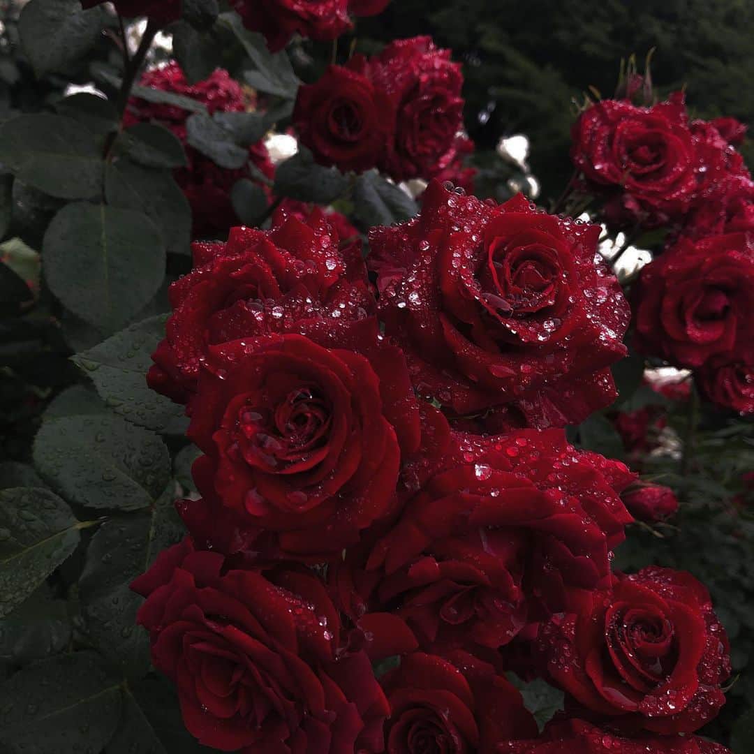 chiiiiiさんのインスタグラム写真 - (chiiiiiInstagram)「雨上がりと薔薇🌹🖤 やっぱり一番お花で大好き」5月19日 19時38分 - xchix328