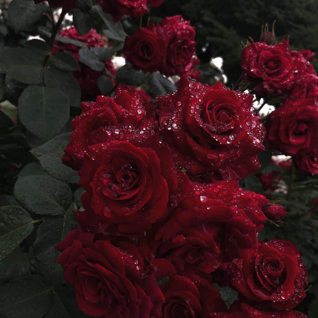 chiiiiiのインスタグラム：「雨上がりと薔薇🌹🖤 やっぱり一番お花で大好き」