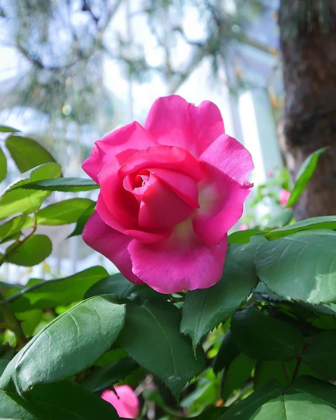 Paul Smith Japanさんのインスタグラム写真 - (Paul Smith JapanInstagram)「#FindInspirationInEverything (インスピレーションの源はどこにでもある) ── @paulsmith のパーソナルなインスタグラムアカウントを覗いてみると、愛する花についての投稿を垣間見ることでしょう。 . ポールのオフィスには花に関連する本やイメージがたくさんあり、英国の王立園芸協会が主催する @the_rhs チェルシー・フラワー・ショーへの毎年の訪問は、デザインのための絶え間ないインスピレーションです。Sir Paul Smith というポールの名を冠したバラもあるほどで、美しく咲いたバラを毎年、ノッティングヒルのショップや東京のPaul Smith SPACE(写真2枚目) の外で見ることができます。 . #PaulSmith コレクションでは、シーズンを問わず、フローラル柄が登場します。また、多くのウィメンズ キャットウォークショーでは、キャットウォークがフラワーアレンジメントで飾られました。 . #fashion #flowers #inspiration #colour #フローラル #インスピレーション」5月19日 20時13分 - paulsmithjapan