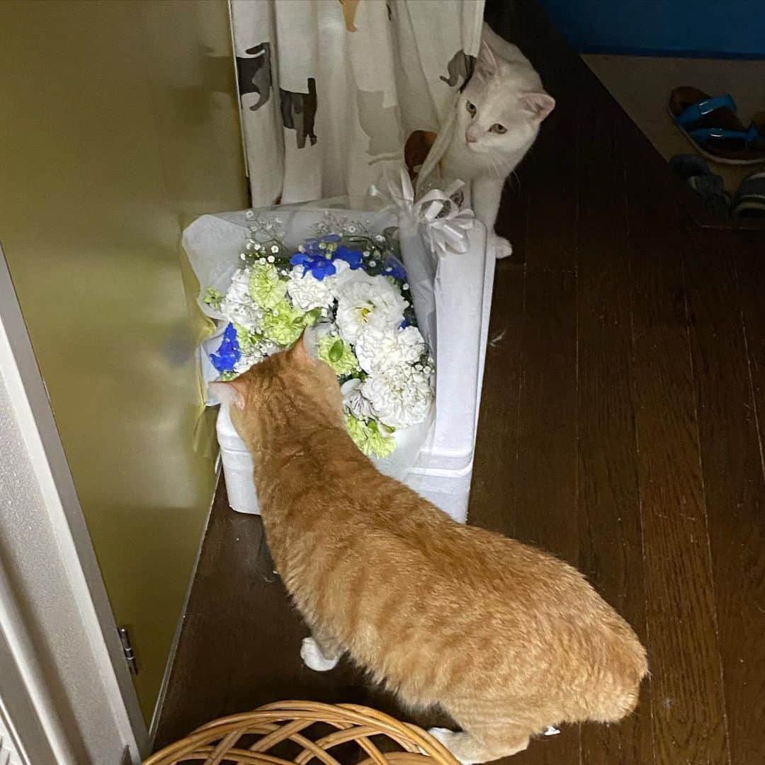 金巻ともこさんのインスタグラム写真 - (金巻ともこInstagram)「気にするふたり。玄関はちょっとさみしいけど、この家でたぶん1番涼しい場所だからさ。 おはなをたくさんいただいて、愛されてたなあという思いでいっぱいです。しかしうちには花を食べるタイプのアホの子（手前）がおるので、お風呂場に飾っております。花束はクロのまわりに飾って送りました。ありがとうございます。ほんとはもうひとつ花束がありました。  #hakuchai #cat #茶トラ #猫多頭飼い #tabby #orangetabby #whitecat #白猫 #catstagram」5月19日 20時38分 - tomotomoco