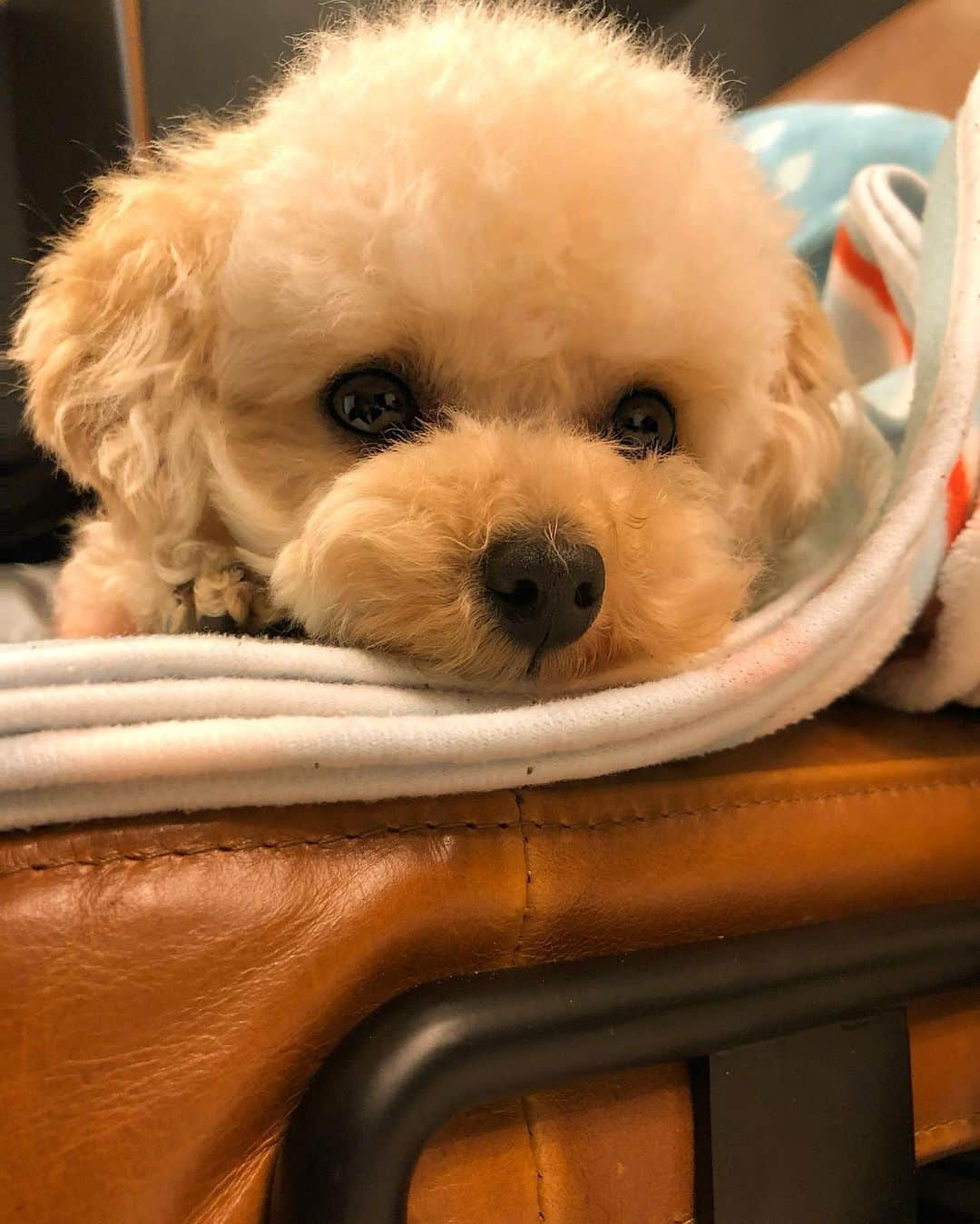 AYUMIさんのインスタグラム写真 - (AYUMIInstagram)「今のMugiちゃん ・ ソファーで くつろぎ犬 ・ ここ最近 ずっとトリミング✂️セルフでやってたけど たまには ちゃんと お店でトリミング連れて行ってあげよ 思って 久しぶりにトリミング予約の電話 ・ 1店舗目 私『トリミング予約お願いします』 店員さん『最短で10月以降になります😭』 私『じじじ10月⁈』 店員さん『すいません😭コロナの影響で休業前後に予約されていたがワンちゃん達が再開して順番にトリミングさせて頂いている為、10月まで予約で一杯でキャンセル待ちになってしまいます』 私『そうなんですね』 店員さん『キャンセル待ちも、すでに25番目くらいお待ち頂いております😭』 私『えーーーー‼︎‼︎それでは、また電話しますね』 ・ とりあえず 2店舗目に電話 私『トリミング予約お願いしたいのですが』 店員さん『はい、最短で9月15日〜となりますが、大丈夫でしょうか？』 私『く、く、く、く、9月⁈』 店員さん『コロナの影響で休業前後に予約のワンちゃん優先でさせて頂いていまして本当ご迷惑をおかけして申し訳ありません😭😭キャンセル待ちで大丈夫でしたら受け付けさせていただきます』 私『ありがとうございます。キャンセル待ちも沢山ありますか？』 店員さん『はい。。20名ほどキャンセル待ちがございます』 私『えーーーー‼︎‼︎また電話しますね』 ・ マジで え？ ・ ホンマ え？ ・ ムギちゃんが🐶9月か10月まで待ってたら 毛〜伸び過ぎて 何か分からんくなるやん もう犬ちゃうやん ・ 大型のホコリ ・ ティーカッププードルから ある意味 超大型犬 ・ 笑 ・ そこまで絶対待たれへんやん って 事で今回もトリミングセルフ✂️ ・ てか やるしかないやん ・ そして 今回も ウンともスンともワンとも言わず ひたすら 無(ム) そして目の周りカットで 永遠 震える ・ ぶるぶる犬 ・ 犬やけど ひたすらサイレント 呼吸音のみ ・ 番犬とか 100%無理 ・ 笑 ・ ・ #今#犬#いぬ#犬のいる暮らし#いぬのきもち#いぬすたぐらむ」5月19日 20時49分 - suzuchan1206