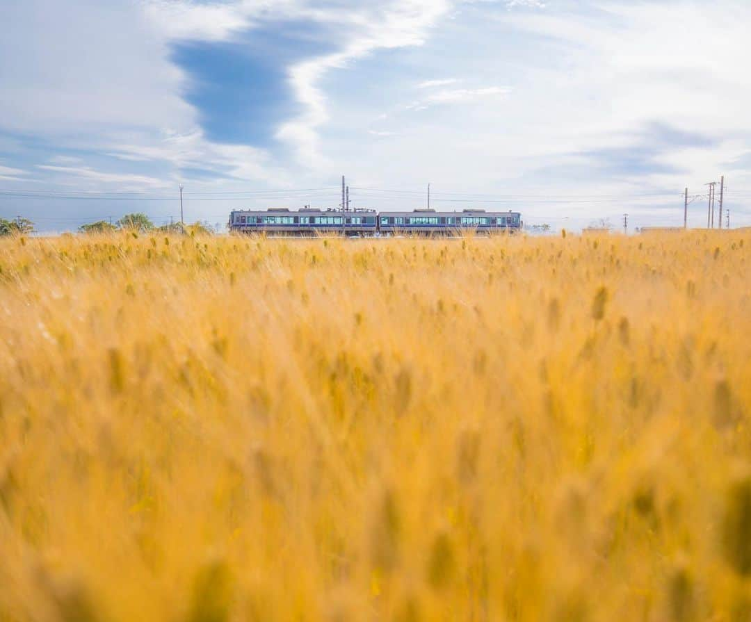 滋賀県長浜市さんのインスタグラム写真 - (滋賀県長浜市Instagram)「【シリーズ　長浜の景色】 これは現在の市内の景色です☺️ 麦の穂の海原を気持ちよさそうに進む回送電車🚃 たくさんのお客さんを乗せた電車が長浜に到着する日が待ち遠しいです☺️ 思うように外出できない毎日ですが、少しでも長浜の景色を楽しんでいただけるよう、過去の写真も織り交ぜながら長浜の景色をお贈りしています☺️ location 長浜市高橋町  #長浜ちょぴっく #みんなのちょぴっく #長浜市 #滋賀県 #広報ながはま #しがトコ #滋賀写真部 #鉄道 #japan #60sistercityaan #風景写真 #長浜の景色 #北陸本線 #がんばろう #コロナに負けるな #元気 #回送電車 #麦畑 #田舎 #田舎の風景 #picoftheday #jp_gallery #心の風景 #landscapephotography #jp_views」5月19日 20時46分 - nagahama_city