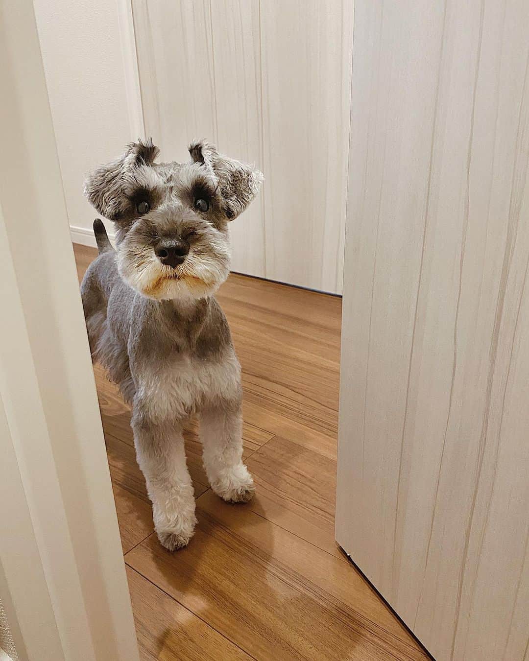 森山菜々のインスタグラム：「𝙈𝙄𝙈𝙄🦴🤍﻿ ミミちゃんです🐶﻿ 初めて会った日、この子の名前は"ミミ(耳)"しかないって思いました👂🏼👂🏼笑 ﻿ 彫りの深さが平井堅すぎて、写真撮っても暗くなって顔が全然見えんやったけど、これは盛れたんじゃない？🐶🍬 #1枚目と2枚目の差 #実物はめちゃかわいですカメラは不向きみたい #ミニチュアシュナウザー」