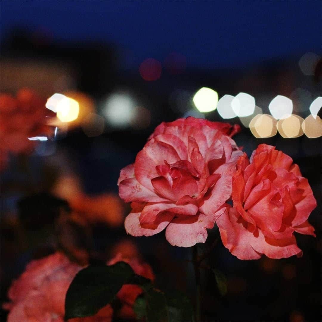 【公式】オーシャンリゾートホテル マホロバ・マインズ三浦さんのインスタグラム写真 - (【公式】オーシャンリゾートホテル マホロバ・マインズ三浦Instagram)「以前JR横須賀駅近くのヴェルニー公園を夜通った時にとってもきれいだったバラの花🌹今年も美しいバラの花が咲いているのかな？  #バラ #ばら #私の花の写真 #バラの花 #花の写真館 #薔薇 #IGで繋がる花 #花好きな人と繋がりたい #ローズガーデン #はなまっぷ #花のある景色 #ローズ #ヴェルニー公園 #夜景 #赤いバラ #rose #flower #花好き #京急 #おうちで旅体験 #三浦半島いいところ #maholovamindsmiura #maholovaminds #横須賀駅 #マホロバマインズ #横須賀 #横須賀市 #マホロバ #三浦半島 #マホロバマインズ三浦」5月19日 21時00分 - maholova_minds_miura