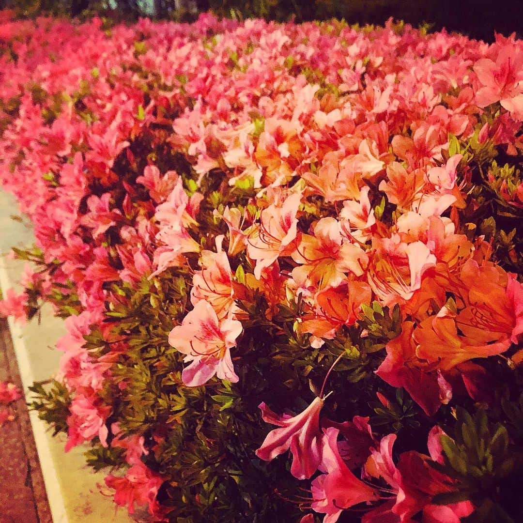 リンさんのインスタグラム写真 - (リンInstagram)「夜のお花も綺麗よね。」5月19日 21時23分 - lynn.06.01