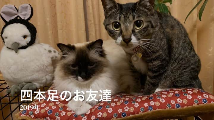 takegaeruのインスタグラム：「またまたmade by iPhone の新作 この2人はなんだかんだで仲良いのかな😄 #四本足のお友達  #cat #猫 #ragdoll #ラグドール #ホワイトポッチーズ #よもねこ #よもぎねこ #キジトラ #きじとら」