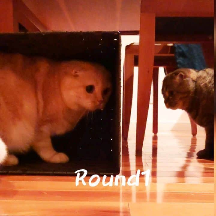 猫山田 Ａ. きなこのインスタグラム