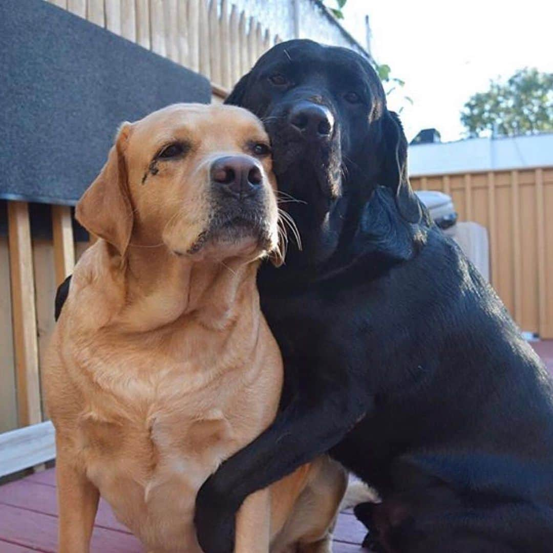 Jake And Gingerさんのインスタグラム写真 - (Jake And GingerInstagram)「Morning hugs!!! ❤️❤️❤️ #labsofinstagram #labradorretriever #labrador #labs #dogsofinstagram #dogstagram #dogslife #dailyfluff #talesofalab #hugsandkisses #doglove #doglovers #doglife🐾 #dogstagram #labrador_lovers #labrador_lovers_club」5月19日 21時47分 - jake_n_ginger