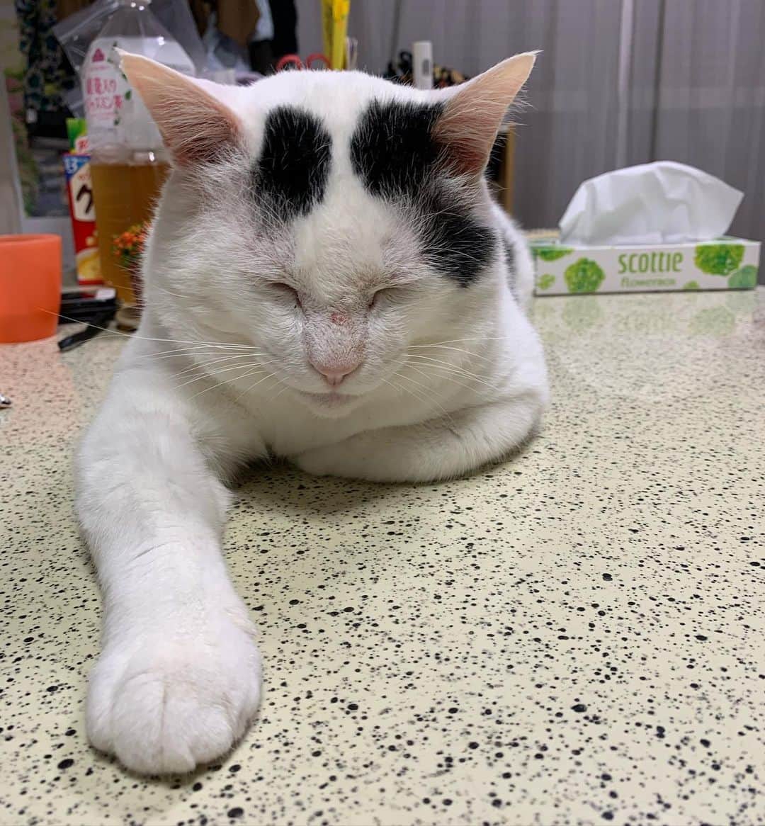 Kachimo Yoshimatsuさんのインスタグラム写真 - (Kachimo YoshimatsuInstagram)「寝てるの？ #うちの猫ら #nanakuro #猫 #ねこ #cat #ネコ #catstagram #ネコ部 http://kachimo.exblog.jp」5月19日 21時50分 - kachimo