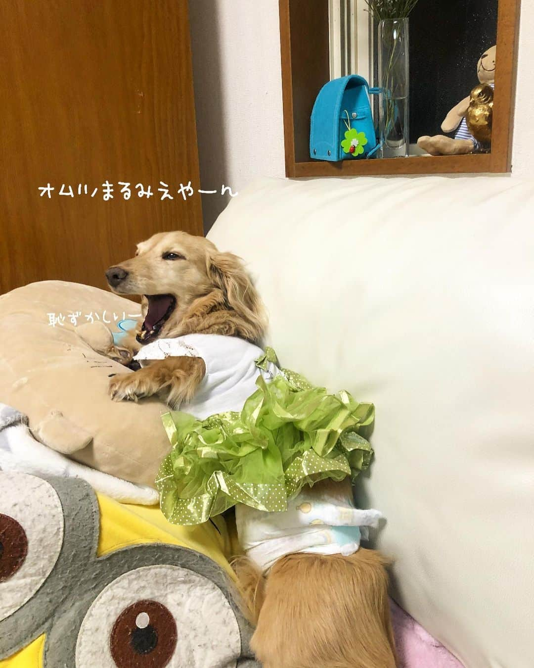 チズさんのインスタグラム写真 - (チズInstagram)「我が家🏠のstayhome ルーティンはこんな感じ💁‍♀️❤️ #おうち時間 #誰が興味あるねん #ぼちぼちやっております😽✌🏻 #Mダックス#ダックス#ミニチュアダックス #親父犬#シニア犬#ミニチュアダックスフンド #ミニチュアダックスクリーム#短足部 #短足犬#カニンヘンダックス #ダックス14歳#カニンヘンダックスフンド#犬は家族#犬のいる生活#シニアライフ#インスタでわんこみるのが日課 ♡♡」5月19日 21時59分 - sqi.chizu