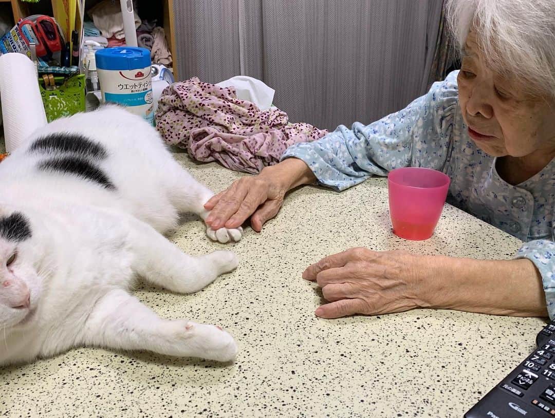 Kachimo Yoshimatsuさんのインスタグラム写真 - (Kachimo YoshimatsuInstagram)「このこは、前足が大きいのよ！とバーバが力説。 #うちの猫ら #nanakuro #猫 #ねこ #cat #ネコ #catstagram #ネコ部 http://kachimo.exblog.jp」5月19日 22時13分 - kachimo