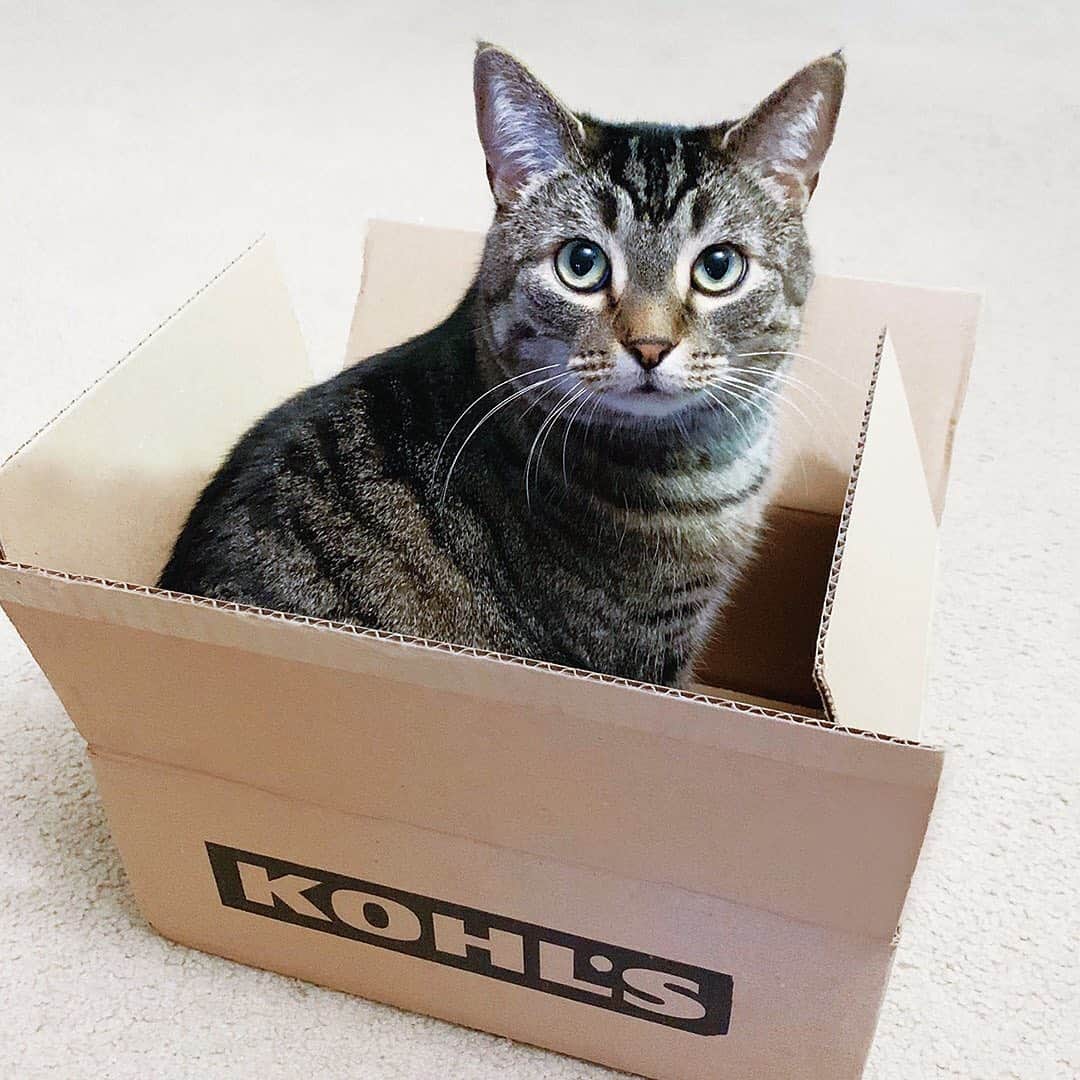 ロック&リパブリックのインスタグラム：「When you unbox the purrfect order. 😻How are you celebrating #nationalpetmonth? Tag us in pics of your pets with @kohls and #KohlsFinds for a chance to be featured. #Kohls」