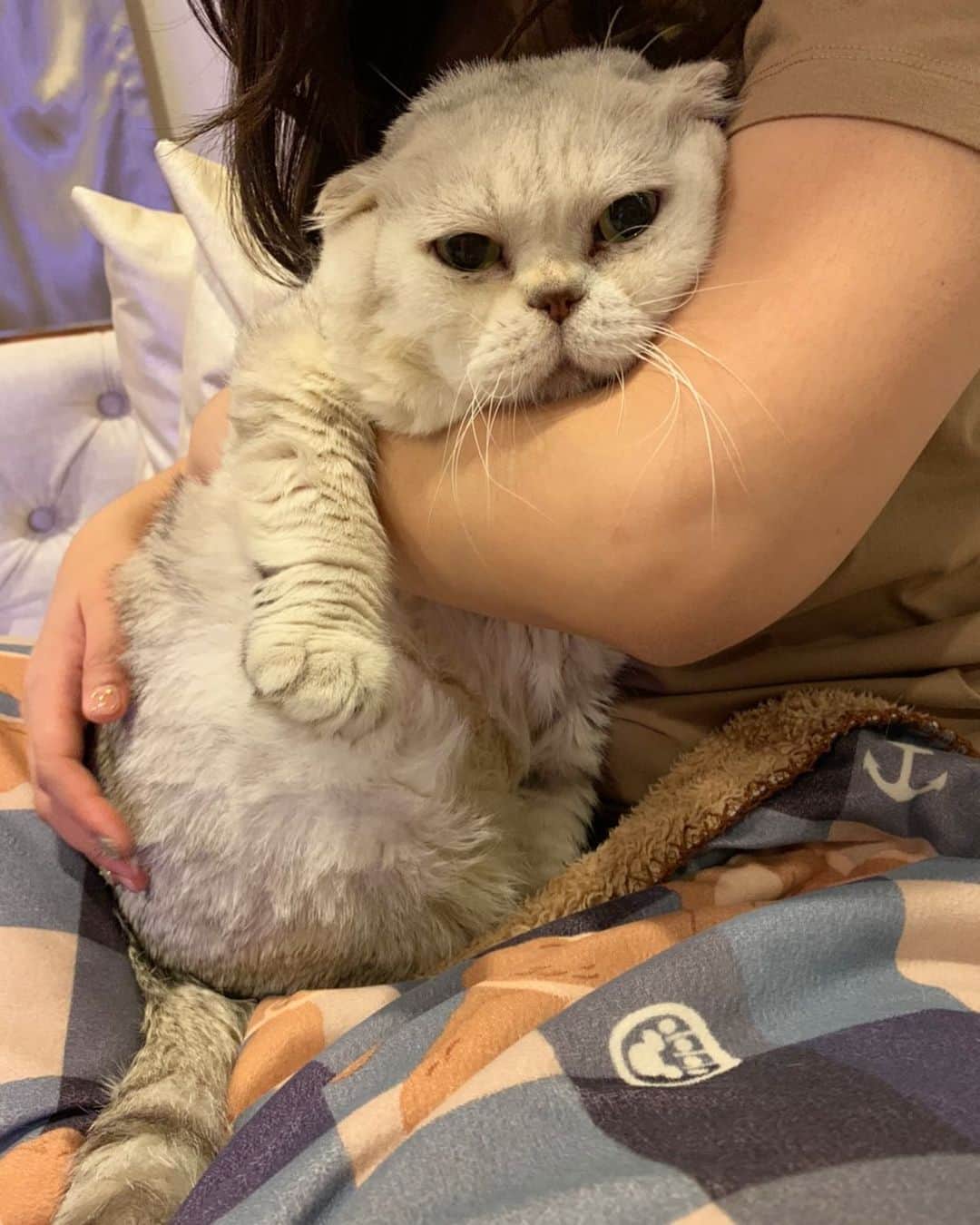 Haruのインスタグラム：「Netflix please. I’m so bored. 😫 #haruthecat」