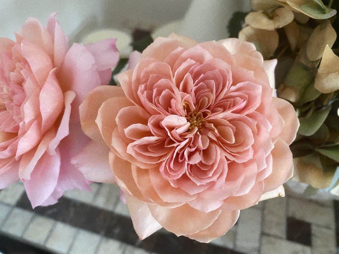 高橋愛さんのインスタグラム写真 - (高橋愛Instagram)「なんて、綺麗なんだろう。ㅤㅤㅤㅤㅤㅤㅤㅤㅤㅤㅤㅤㅤ ㅤㅤㅤㅤㅤㅤㅤㅤㅤㅤㅤㅤㅤ ㅤㅤㅤㅤㅤㅤㅤㅤㅤㅤㅤㅤㅤ ㅤㅤㅤㅤㅤㅤㅤㅤㅤㅤㅤㅤㅤ  ㅤㅤㅤㅤㅤㅤㅤㅤㅤㅤㅤㅤㅤ お花の投稿、多め🤣  ㅤㅤㅤㅤㅤㅤㅤㅤㅤㅤㅤㅤㅤ #rose #wabara #bara」5月19日 22時33分 - i_am_takahashi