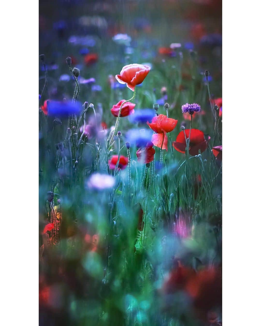 メグのん♡ A k i k oのインスタグラム：「♡The night forest is as velvety as lustrous...🧚‍♀️ . . . . . . ♡ 家にいることが多い今。 音楽をいつもよりよく聴いているのですが、 私の「心の一枚💿」って何だろうと考えてみました。（絵文字がCDしかない衝撃w）結果、どうしても一枚には絞れませんでした。27枚になりましたwほとんどが80年代の作品ですw 好みの音楽から自分形成の過程を探るのも面白いので、おうち時間でやってみてください♩」