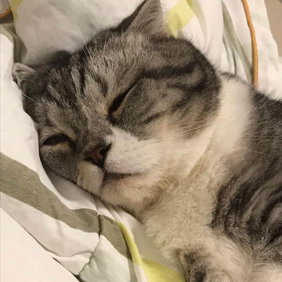 KATSUOのインスタグラム：「おやすみー . #cat #catsofinstagram #instacat #cutecat #katsuo」