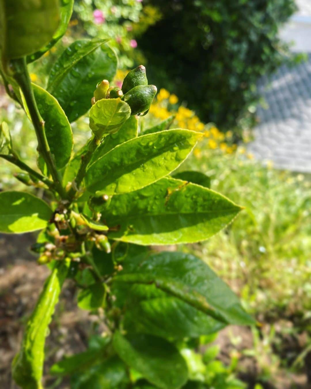 美波さんのインスタグラム写真 - (美波Instagram)「The plants in my garden grow so fast after it rains! I began working on it a few months ago and feel a good connection with the earth. It has become a newly discovered passion for me. Here’s are the newcomers... bamboo, an apple tree, an orange tree, a lemon tree and cacti. 🌞 🐾🐾🐾🐾🐾🐾🐾🐾🐾🐾🐾🐾🐾🐾🐾🐾🐾🐾 珍しい土砂降りの後、庭の植物たちがぐんぐんと育って驚いてます❣️ 数ヶ月前にガーデニングを始め、こんなにも土を触る事が心地よいのだと再発見。 雑草や汚れを取り除き、葉をきれいにし、レモンのお花が散って実になる過程を見守れる事に幸せを改めて感じます。 いくつかニューカマーで植えた植物たち…竹、りんごの木、オレンジの木、レモンの木、サボテンたち。 #gardening #greenthumb」5月20日 8時22分 - minamimanim