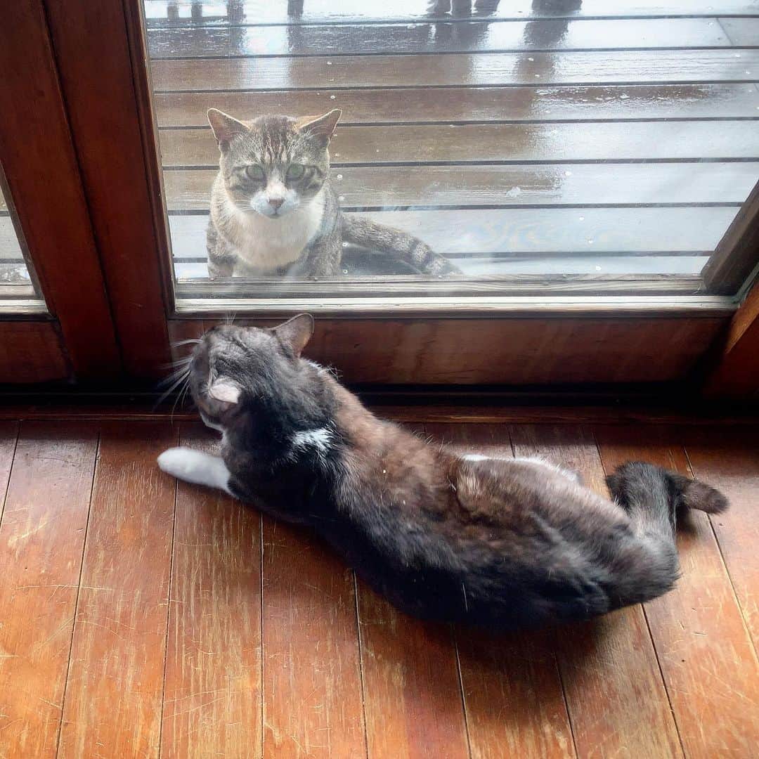 池内万作さんのインスタグラム写真 - (池内万作Instagram)「朝からなにやらプチドラマが。 いまいち気を惹けてないたらっさんw #イケウチ家の猫 #たらっさん #せなきじシンメ」5月20日 8時41分 - mandeshita