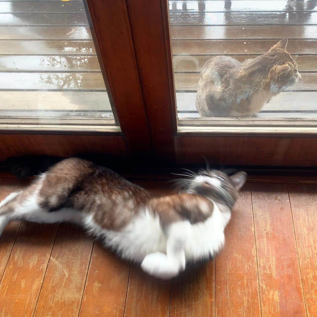 池内万作さんのインスタグラム写真 - (池内万作Instagram)「朝からなにやらプチドラマが。 いまいち気を惹けてないたらっさんw #イケウチ家の猫 #たらっさん #せなきじシンメ」5月20日 8時41分 - mandeshita