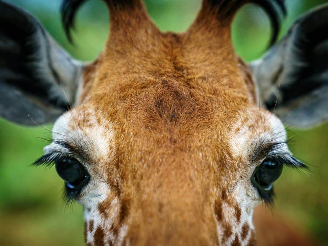 National Geographic Travelさんのインスタグラム写真 - (National Geographic TravelInstagram)「Photo by @Jonathan_Irish | There aren’t many cuter things in the world than baby animals. So when I heard that @sararacamp, the camp I was staying at in northern Kenya, had rescued a baby reticulated giraffe, I asked to see him. And what a beauty he was. He stood about as tall as me (6’3”) and was very friendly and inquisitive. He had been found alone and abandoned, and without being taken in he would have likely died. Nobody knows why he was left alone, but it was probably due to a lack of water in this dry northern desert. He will be fed and taken care of until he is healthy and strong, at which point he will be reintegrated with his own kind. Until then, he’s more than happy to say hello.」5月20日 9時04分 - natgeotravel
