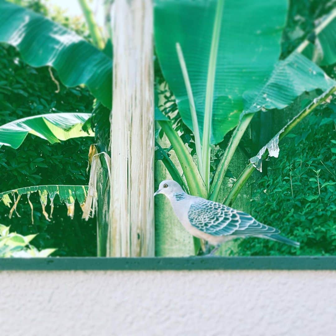 中野敬久さんのインスタグラム写真 - (中野敬久Instagram)「#pigeon #about #tofly #morning #neighborhood #hope」5月20日 9時08分 - hirohisanakano