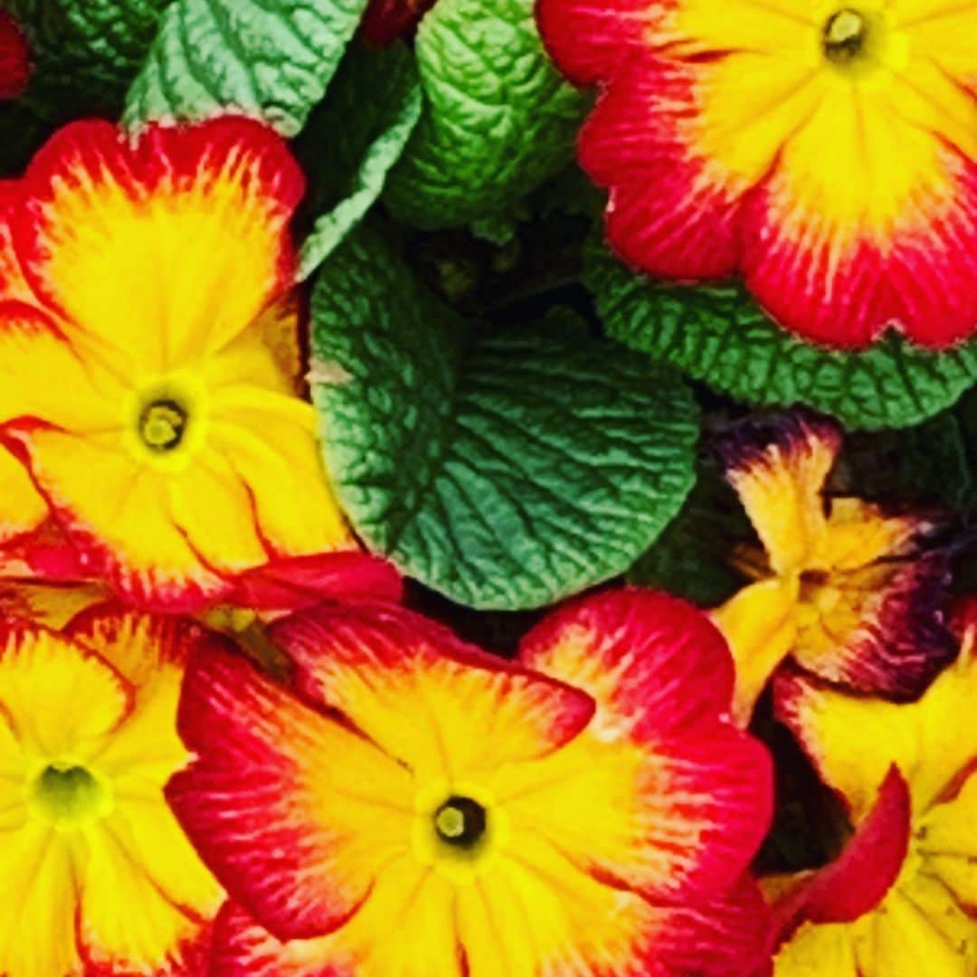 夏木マリさんのインスタグラム写真 - (夏木マリInstagram)「おはよう........ 今日も気をつけて、 よい日に。  #stayhome#pray #goodmorningseries #flowerseries #goodday#NATSUKIROCK @mari_natsuki #thankyouhealthcareworkers」5月20日 9時31分 - mari_natsuki