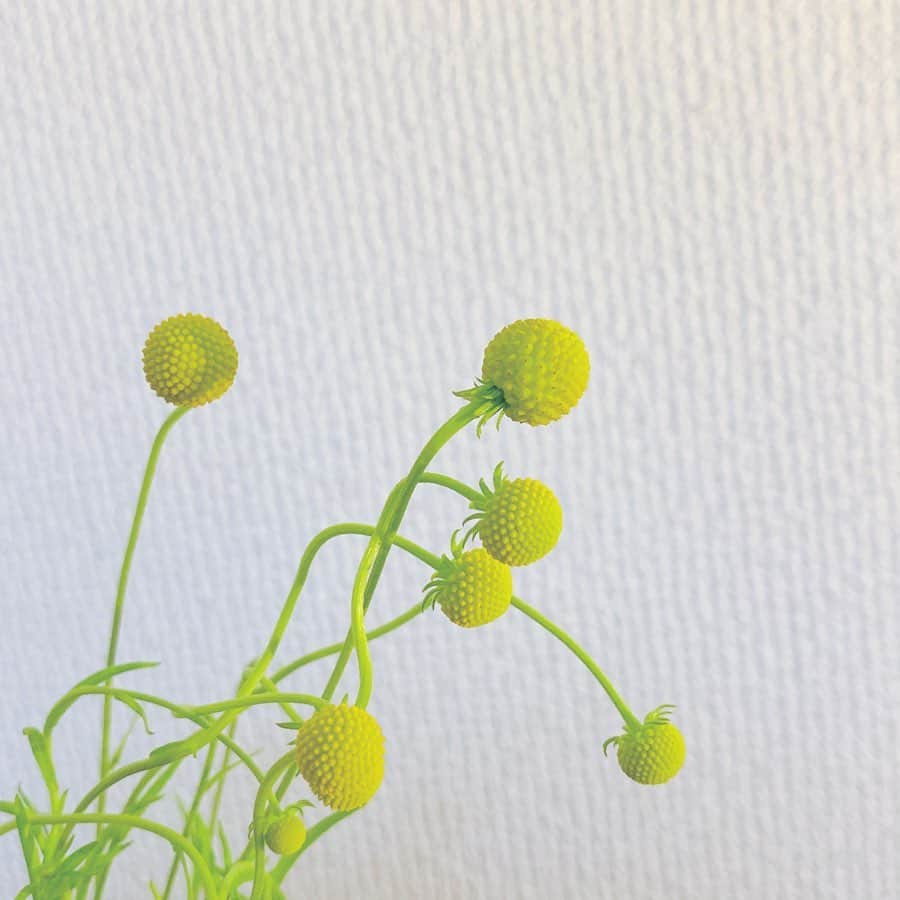 久保陽香さんのインスタグラム写真 - (久保陽香Instagram)「. . . 凄く素敵な花瓶がおうちにやってきたので お花を生けてみたら一気に華やかになりました。 生け花初心者だけどなんか楽しいかもしれない。  お花は全部 @a.unnatural さんで  #カラー #ビバーナム #カランコエ #セファロフォラ  #生け花 #くぼお花」5月20日 9時33分 - kubo_haru