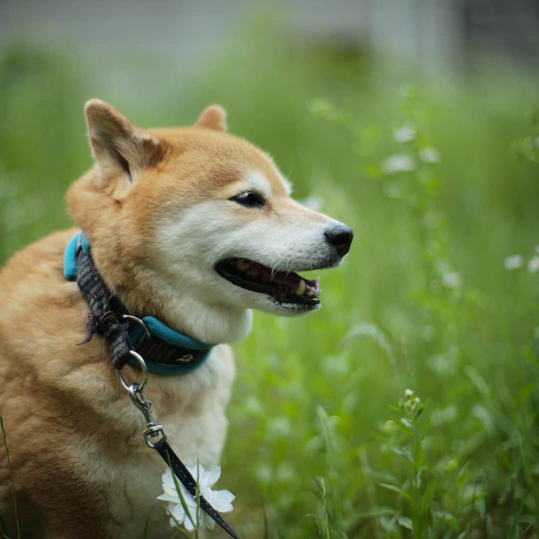 まる（まるたろう）さんのインスタグラム写真 - (まる（まるたろう）Instagram)「Good morning!✨🐶✨今日はなんだかひんやりしてるね〜 #まるは梅雨毛たっぷりだからいいけれども #みんなは寒いよね #つるっつるだし #寒いっしょ #気をつけてね」5月20日 9時47分 - marutaro