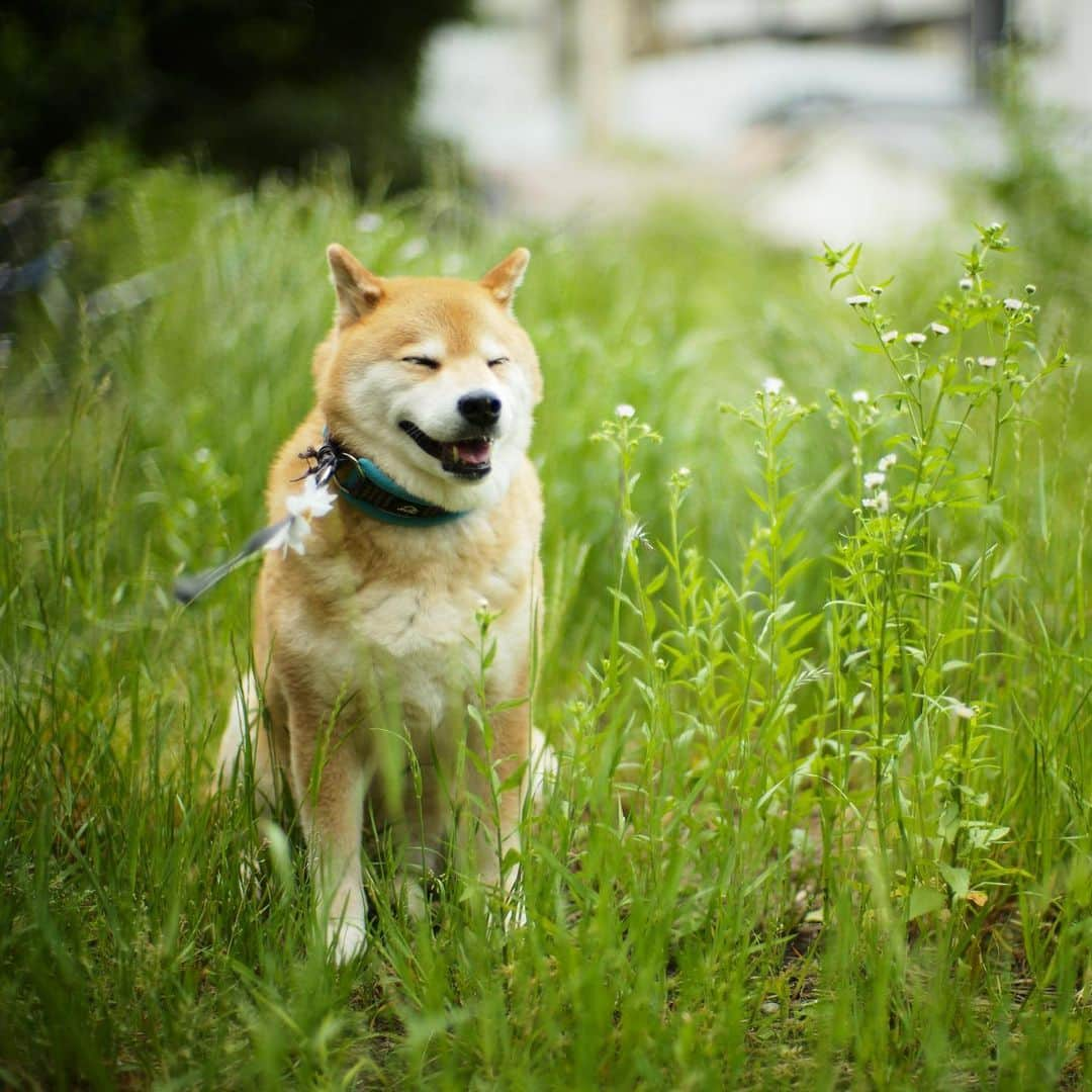 まる（まるたろう）さんのインスタグラム写真 - (まる（まるたろう）Instagram)「Good morning!✨🐶✨今日はなんだかひんやりしてるね〜 #まるは梅雨毛たっぷりだからいいけれども #みんなは寒いよね #つるっつるだし #寒いっしょ #気をつけてね」5月20日 9時47分 - marutaro