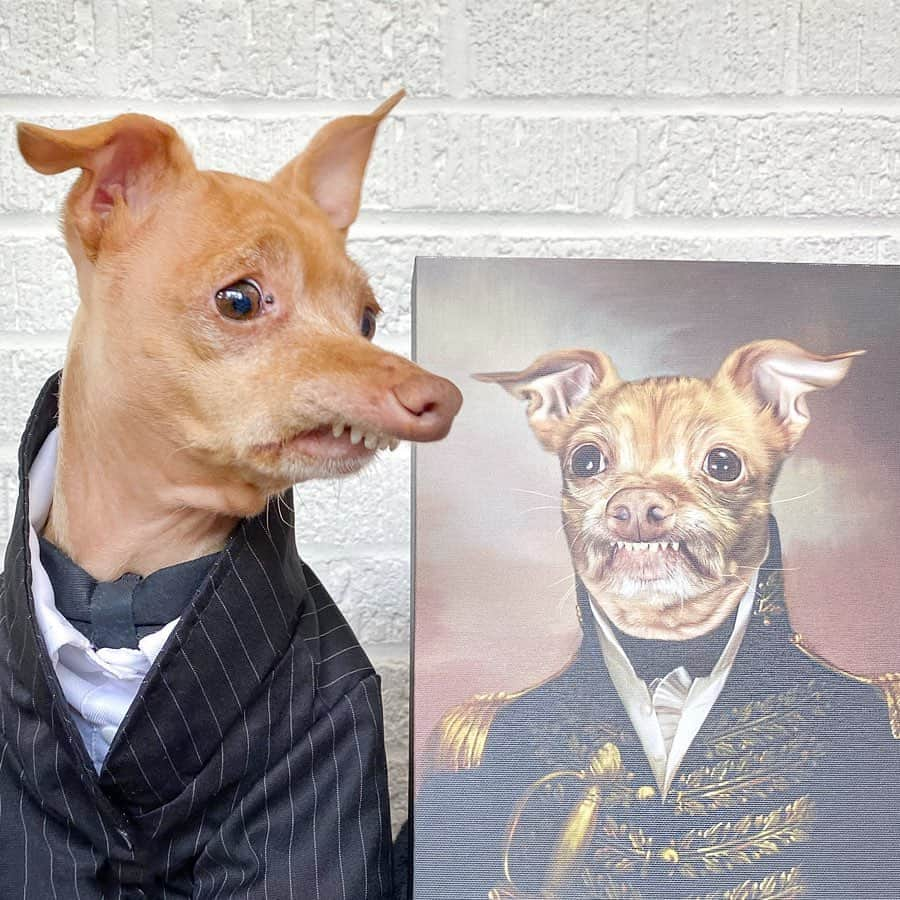 Tuna {breed:chiweenie} さんのインスタグラム写真 - (Tuna {breed:chiweenie} Instagram)「Over the years I’ve received a lot of incredible #tunainterpretations in the mail, in General (pun intended 😉), but this...THIS is perfection! 😍. I’m so floored! @crownandpaw, you nailed it! Thank you so much! Swipe over to see the before and after, and then go to the link in Tuna’s bio or his Stories to get one for you or for someone else! They make an amazing gift! I mean, who wouldn’t want a portrait of their beloved pet dressed up like a General or a Queen? #generaltuna #tunartuesdays」5月20日 0時55分 - tunameltsmyheart