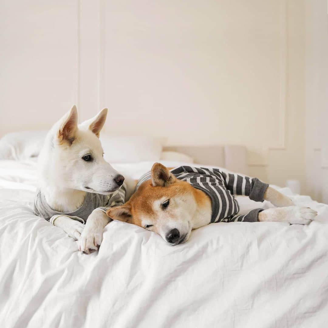 Menswear Dogさんのインスタグラム写真 - (Menswear DogInstagram)「🐾 Dog Bros 🐾  Bodhi & Luc Update: in the span of close to 2 months, these two have gone from strangers to roommates to brothers.  Their current fave activities include: - Stealing each other's outfit ideas - Arfing about who's the superior goodboi - Working as a team to steal snaccs off the kitchen counter - Leaning on each other for long naps  #BestBros @koreank9rescue」5月20日 1時10分 - mensweardog